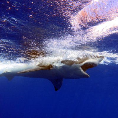 A white shark. Photo: Denice Askebrink.